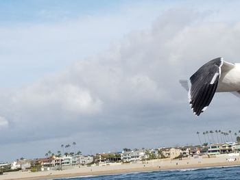 Birds flying over beach against sky