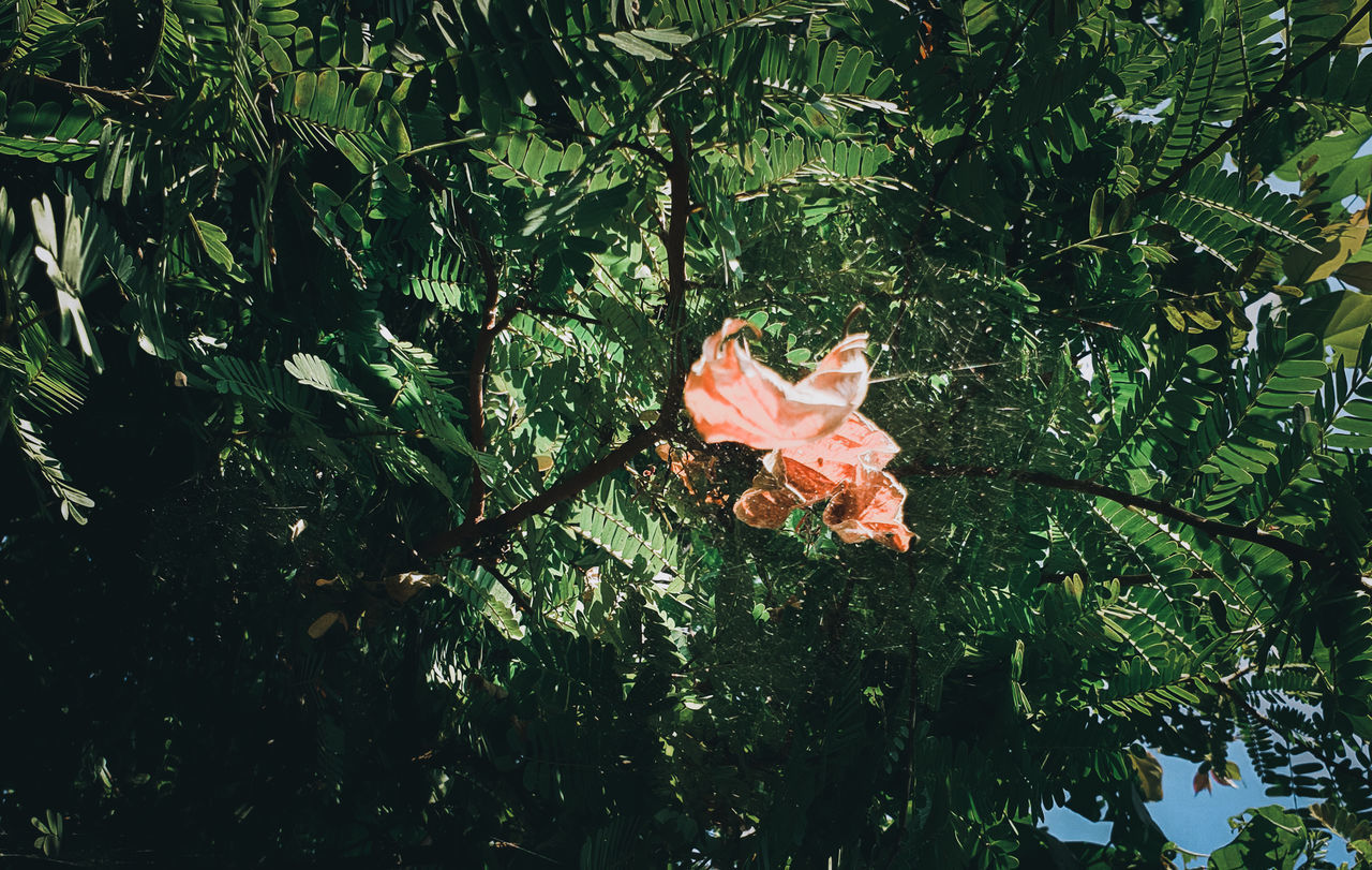 CLOSE-UP OF ROSE FLOWER ON TREE