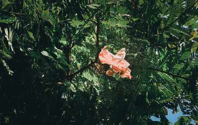 Close-up of flower on plant