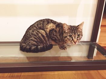 Portrait of cat resting on wall