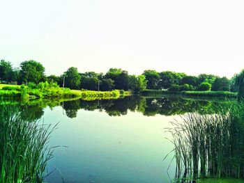 Reflection of trees in lake