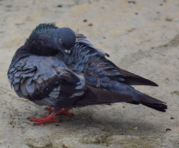 High angle view of pigeons feeding