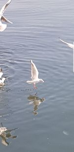 Seagull flying over lake