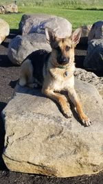 Portrait of dog sitting on rock