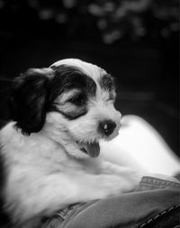 Close-up of puppy looking away