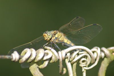 Close-up of dragonfly on tendril