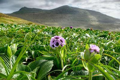 Close-up of purple flowering plants on field