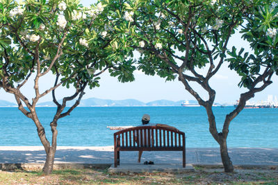 Bench by tree on beach against sky