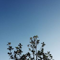 Low angle view of tree against blue sky