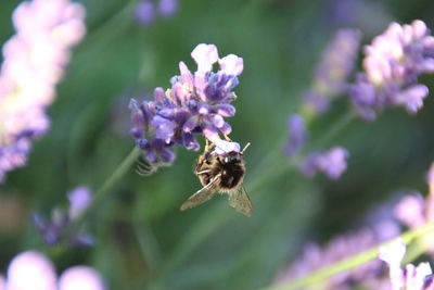 Close-up of bee on purple flowers