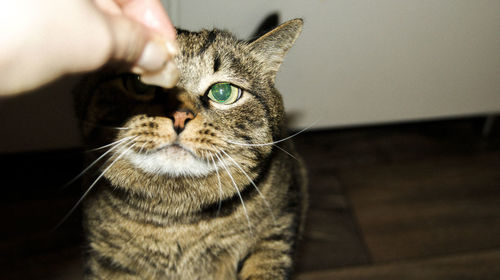 Close-up of hand holding cat
