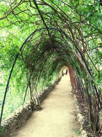 Narrow pathway along trees