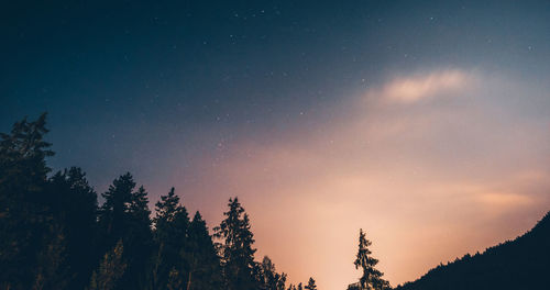 Low angle view of silhouette trees against sky at night