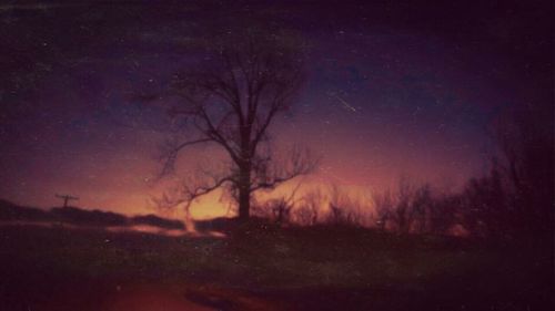 Bare trees on landscape at night