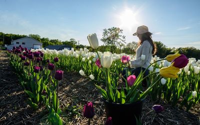 Flowering plants on field against sky