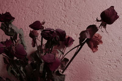 Close-up of flowers blooming outdoors