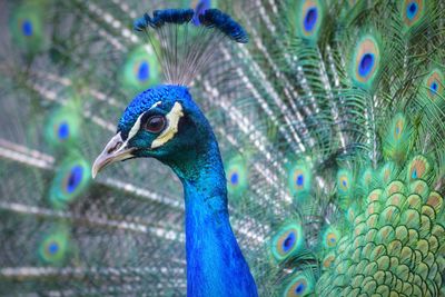 Close-up of peacock