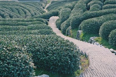 Scenic view of agricultural field