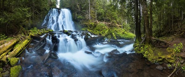 Scenic view of waterfall in forest