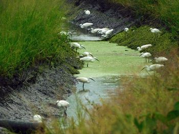 High angle view of swan swimming in lake