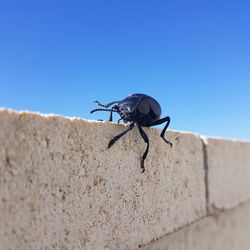 Insect on wall