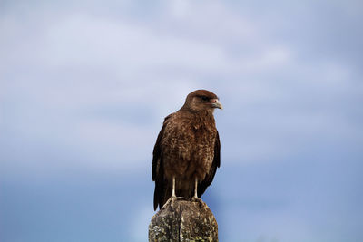 Low angle view of bird perching on wall