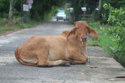 Portrait of cow sitting on road