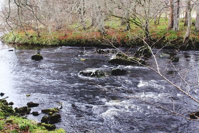 River flowing amidst trees in forest