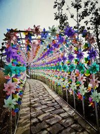 Walkway along plants