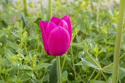 Close-up of pink tulip on plant