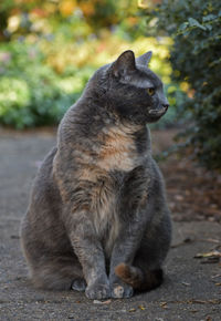 Cat sitting on a field