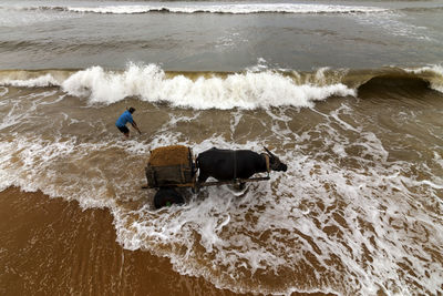 High angle view of man and bull cart at beach