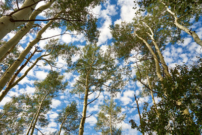 Low angle view of trees in forest against sky