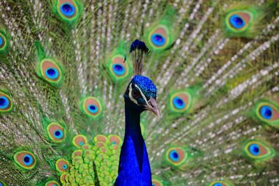 Close-up of peacock