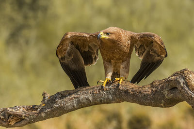 Close-up of golden eagle perching on branch