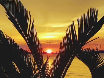 Silhouette of palm trees at beach during sunset