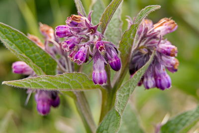 Close-up of purple flower