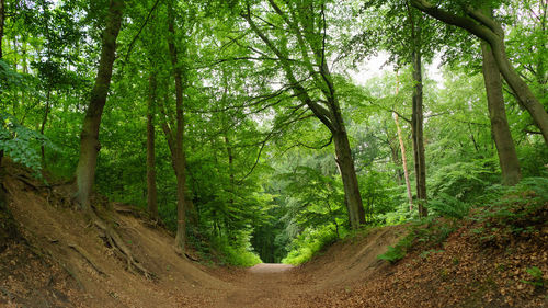 Trees in forest