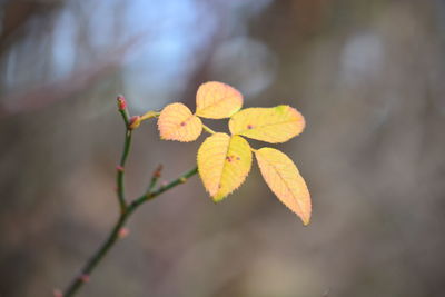 Close-up of autumnal leaves against blurred background