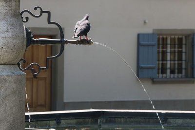 Birds perching on a building