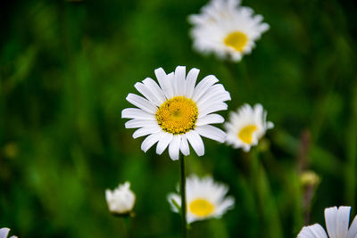 Close-up of daisy flower