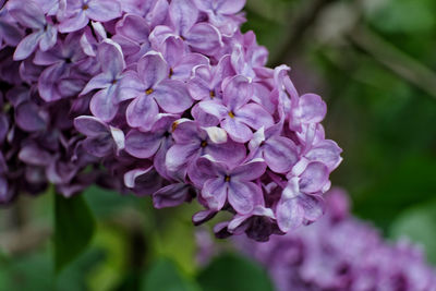 Close-up of purple flowering plant