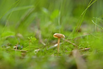 Close-up of mushroom growing on field