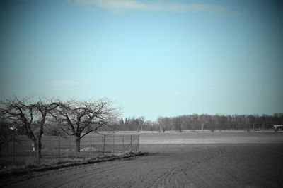 Bare trees on field against clear sky