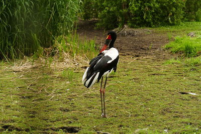 Black bird on a land