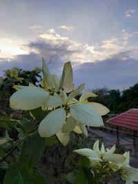 Close-up of flowers blooming against sky