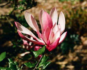 Close-up of pink flowering plant