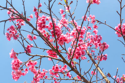 Low angle view of pink flowers on tree