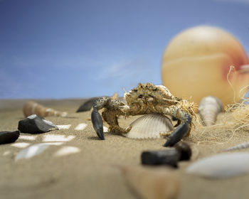 Close-up of shells on the beach