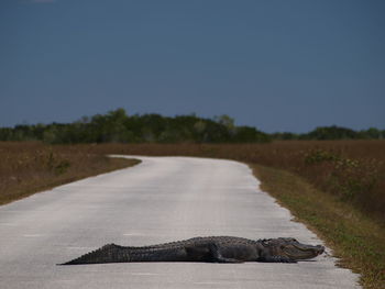 Alligator on empty road against clear sky